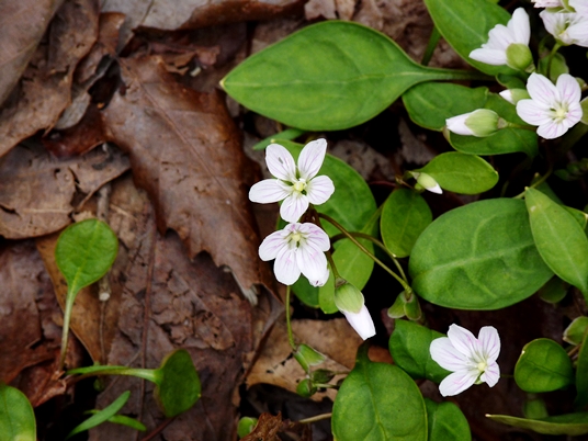 {Claytonia caroliniana}